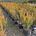 Winter Gem Boxwood