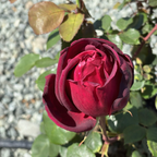 Oklahoma Rose