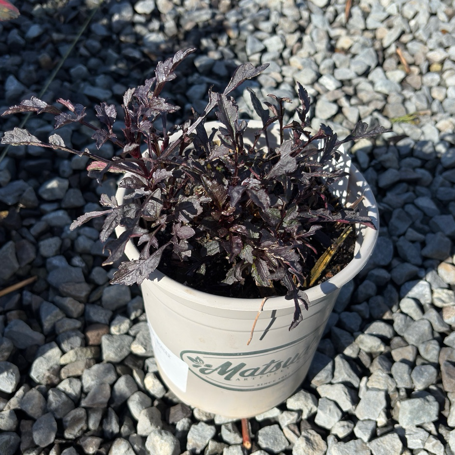 Mystic Wonder Dahlia