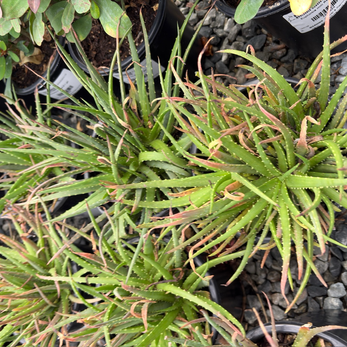 Safari Sunrise Aloe