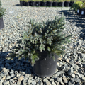 Blue Star Singleseed Juniper