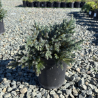 Blue Star Singleseed Juniper