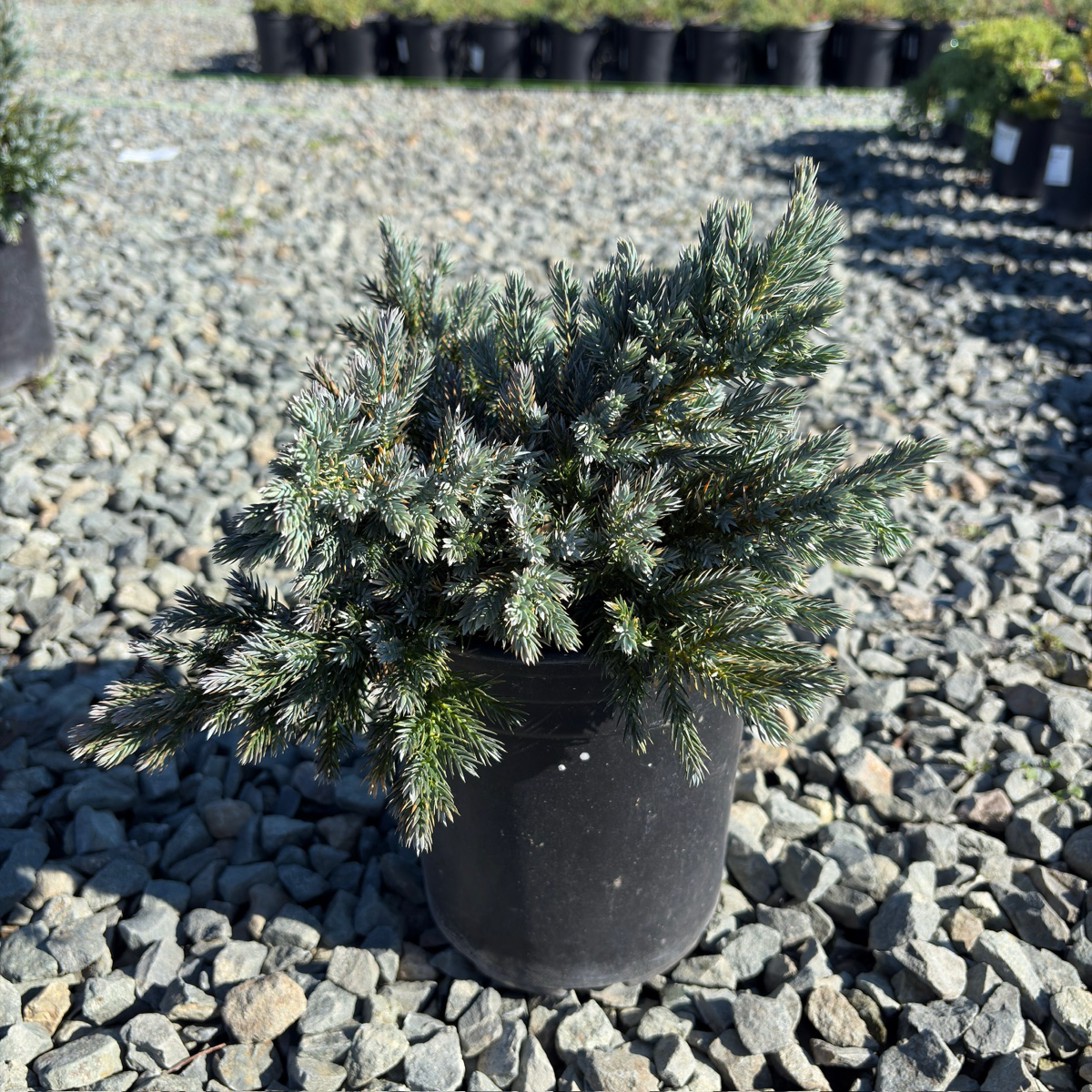 Blue Star Singleseed Juniper