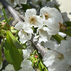 Black Tartarian Cherry