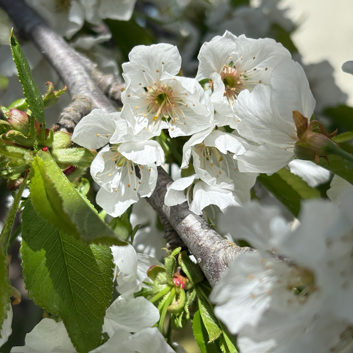 Black Tartarian Cherry