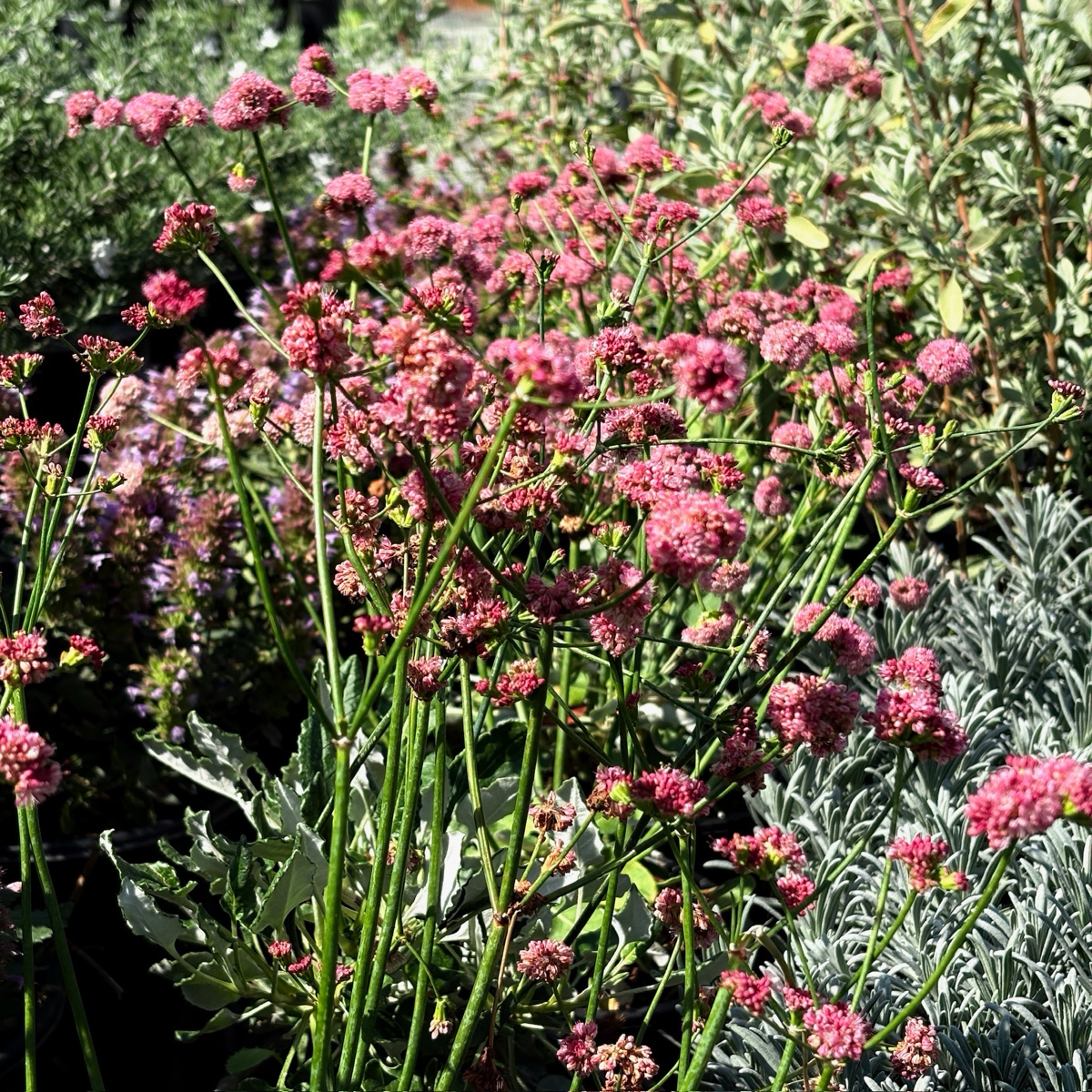 Red Buckwheat