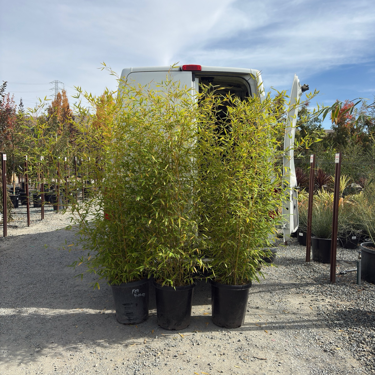 Golden Goddess Bamboo