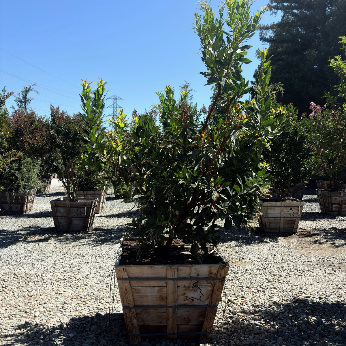 Marina Strawberry Tree