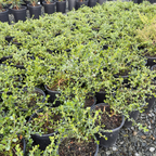 Pigeon Point Dwarf Coyote Brush
