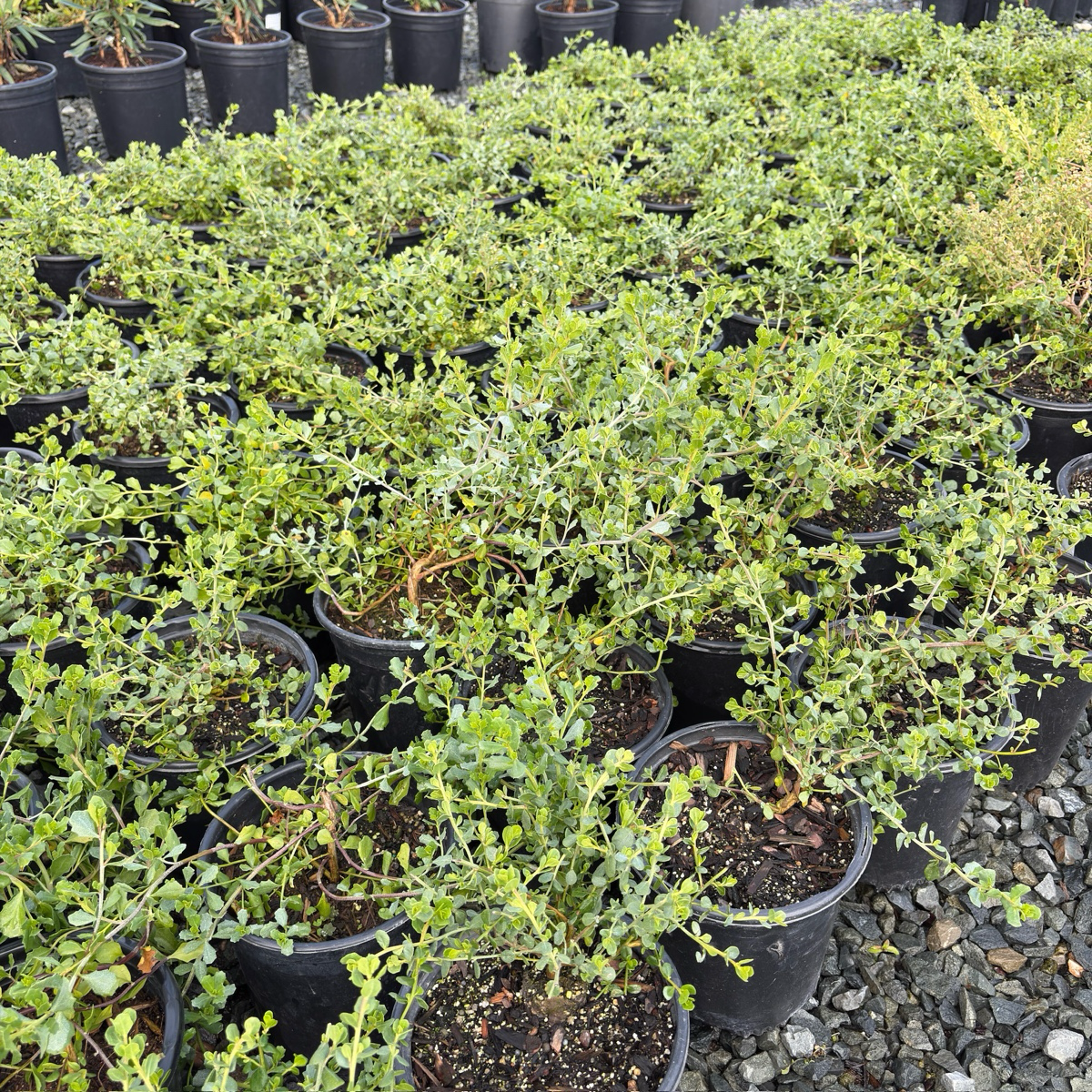 Pigeon Point Dwarf Coyote Brush