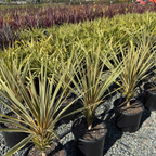 Torbay Dazzler Grass Palm