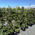 Olallie Blackberry