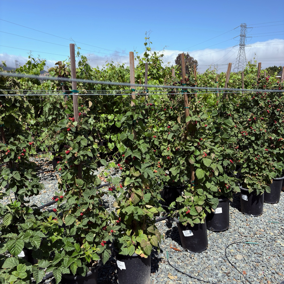 Olallie Blackberry