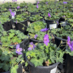 Rozanne Cranesbill