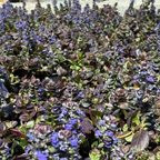 Catlins Giant Carpet Bugle