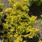 Sunshine Privet