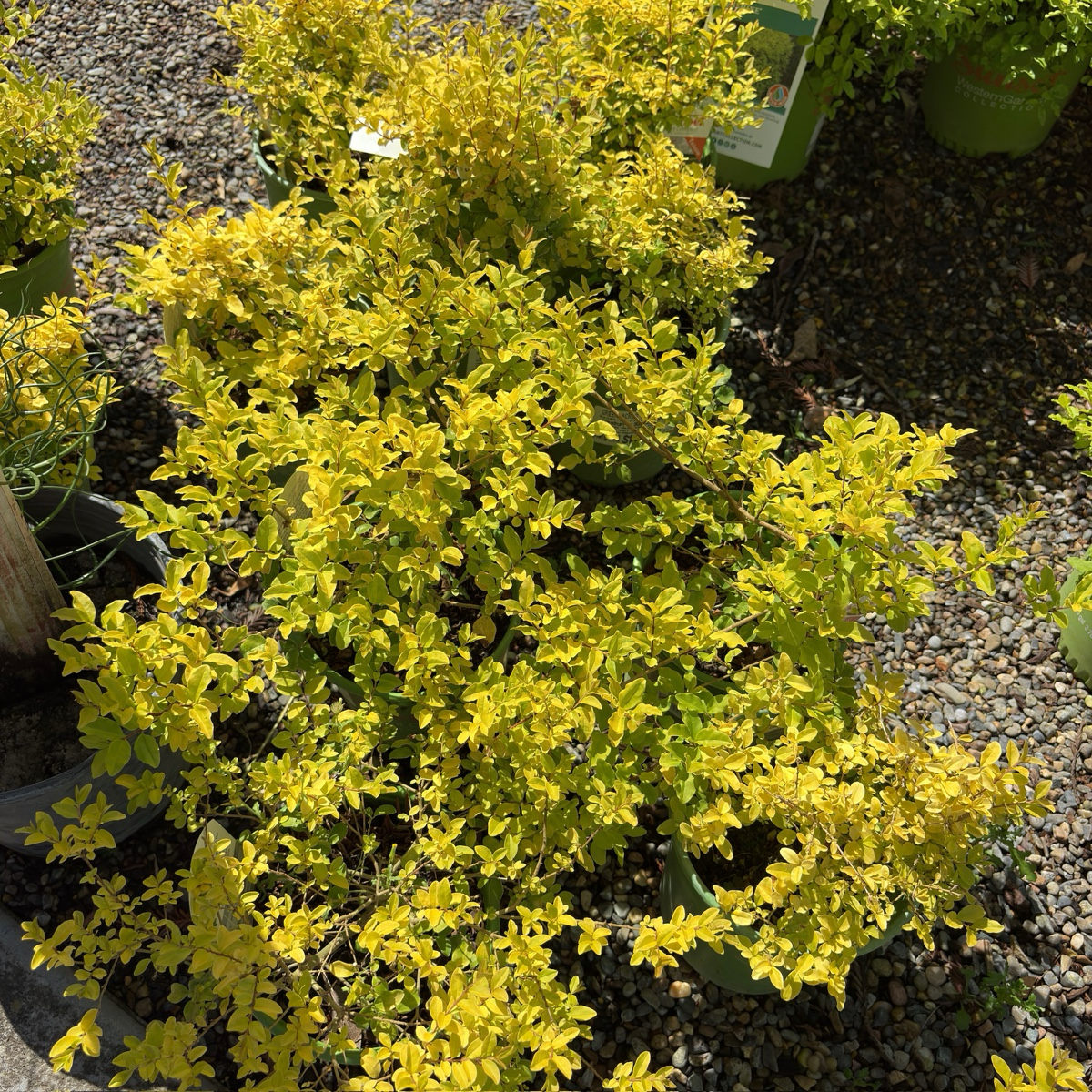 Sunshine Privet
