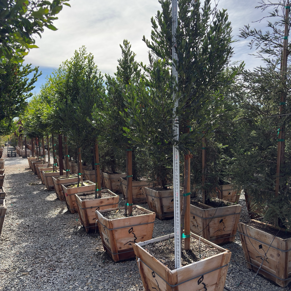 Bright 'N Tight Carolina Cherry Laurel
