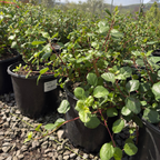 Catalina Currant