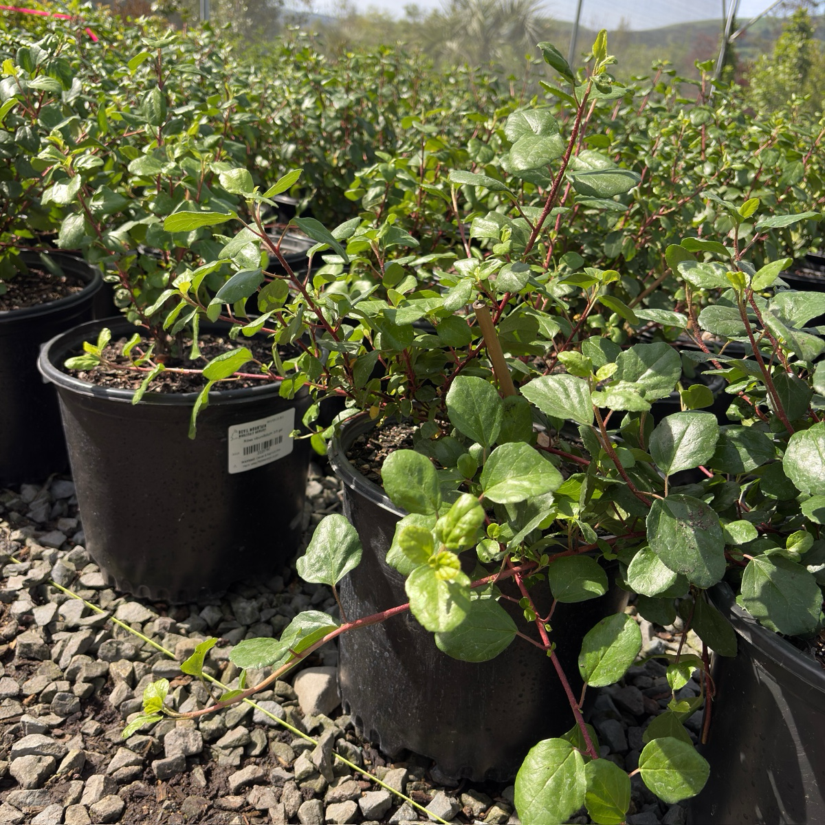 Catalina Currant