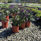 Fragrant Delight Heliotrope