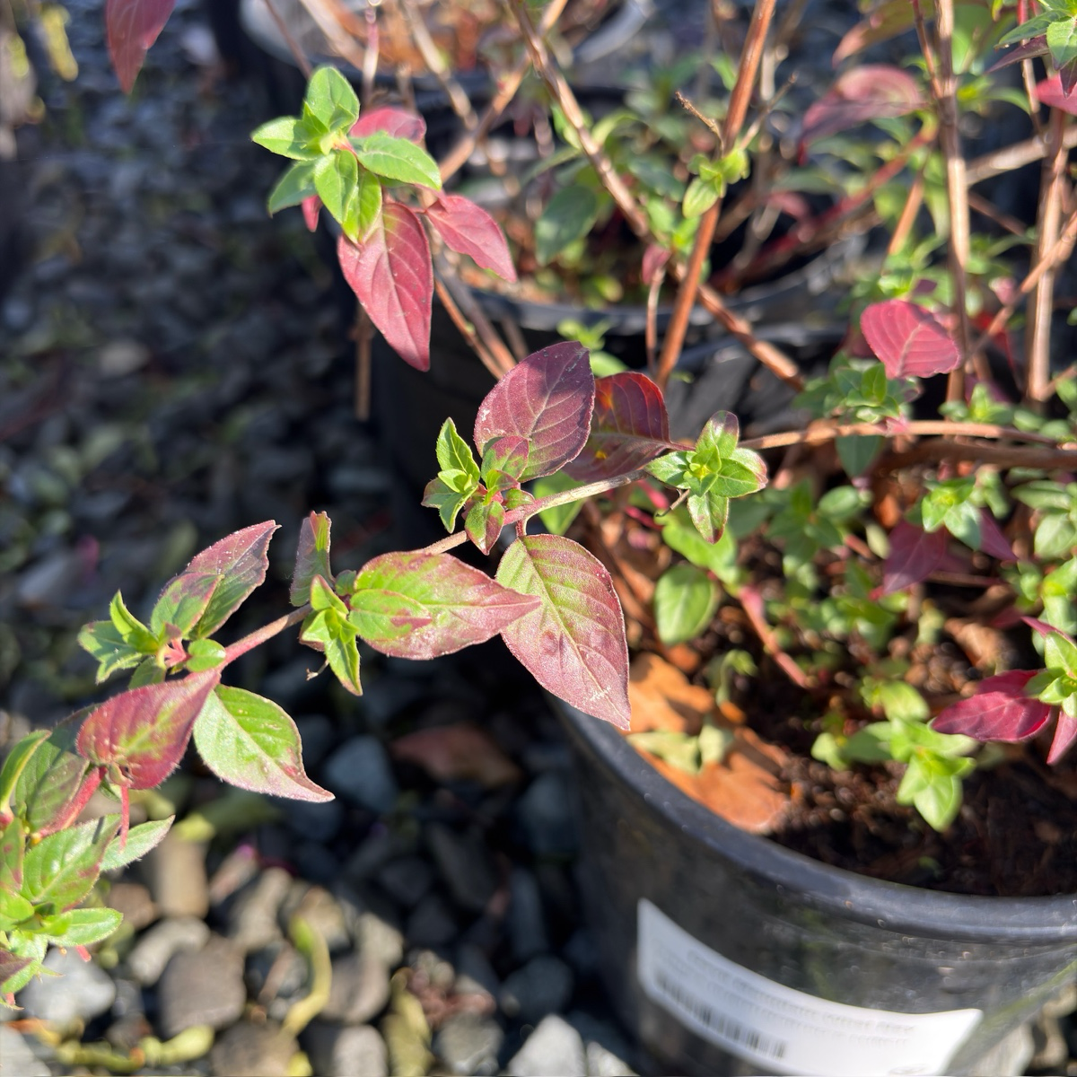 Hummingbird's Lunch Cigar Plant