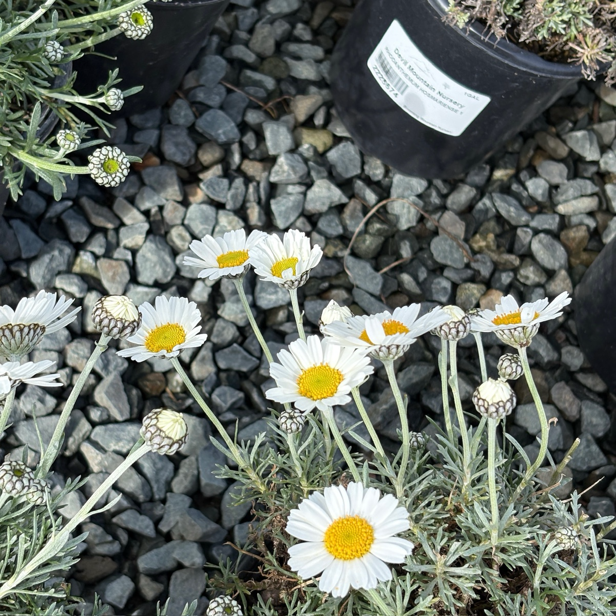 Moroccan Daisy