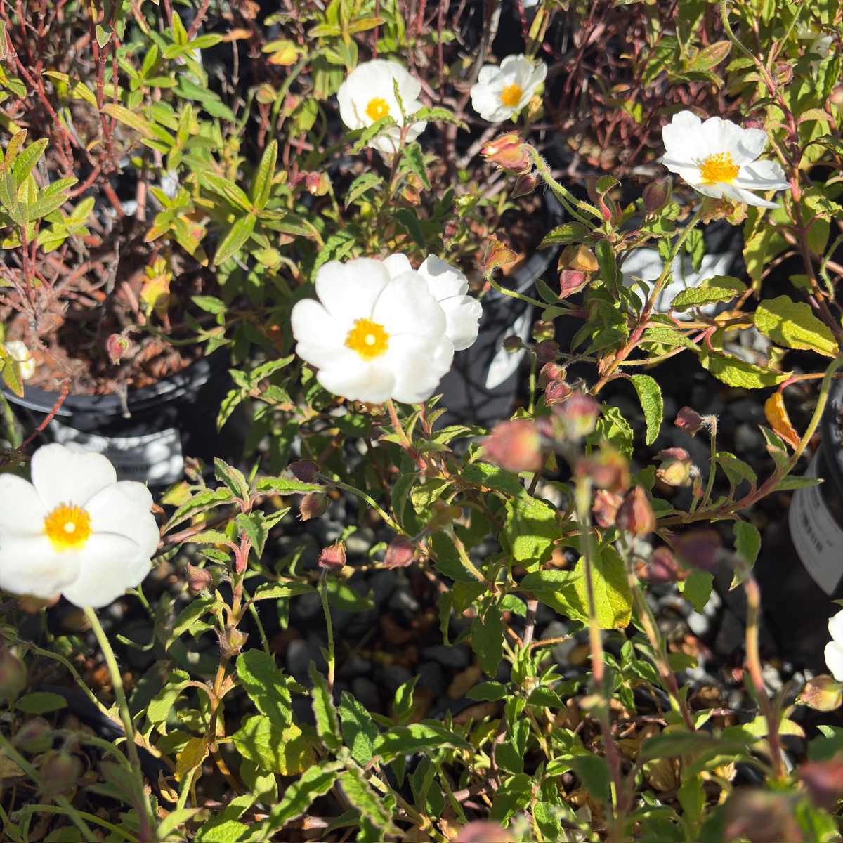 White Rockrose
