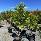 Chandler Pummelo Tree