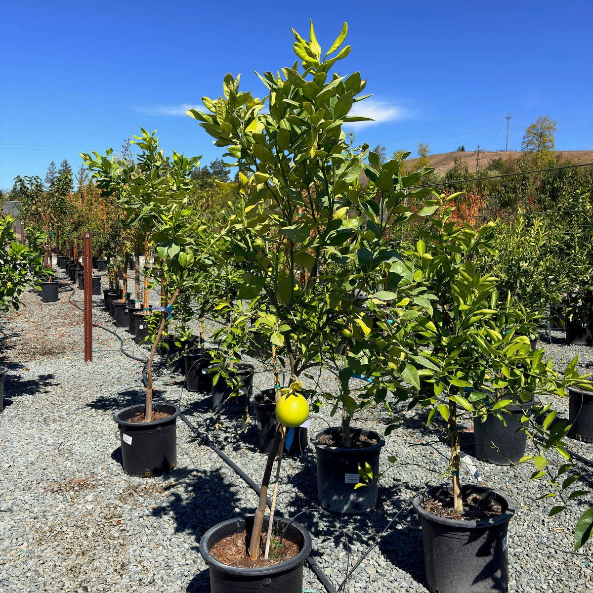 Chandler Pummelo Tree