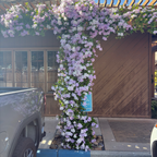 Lavender Trumpet Vine