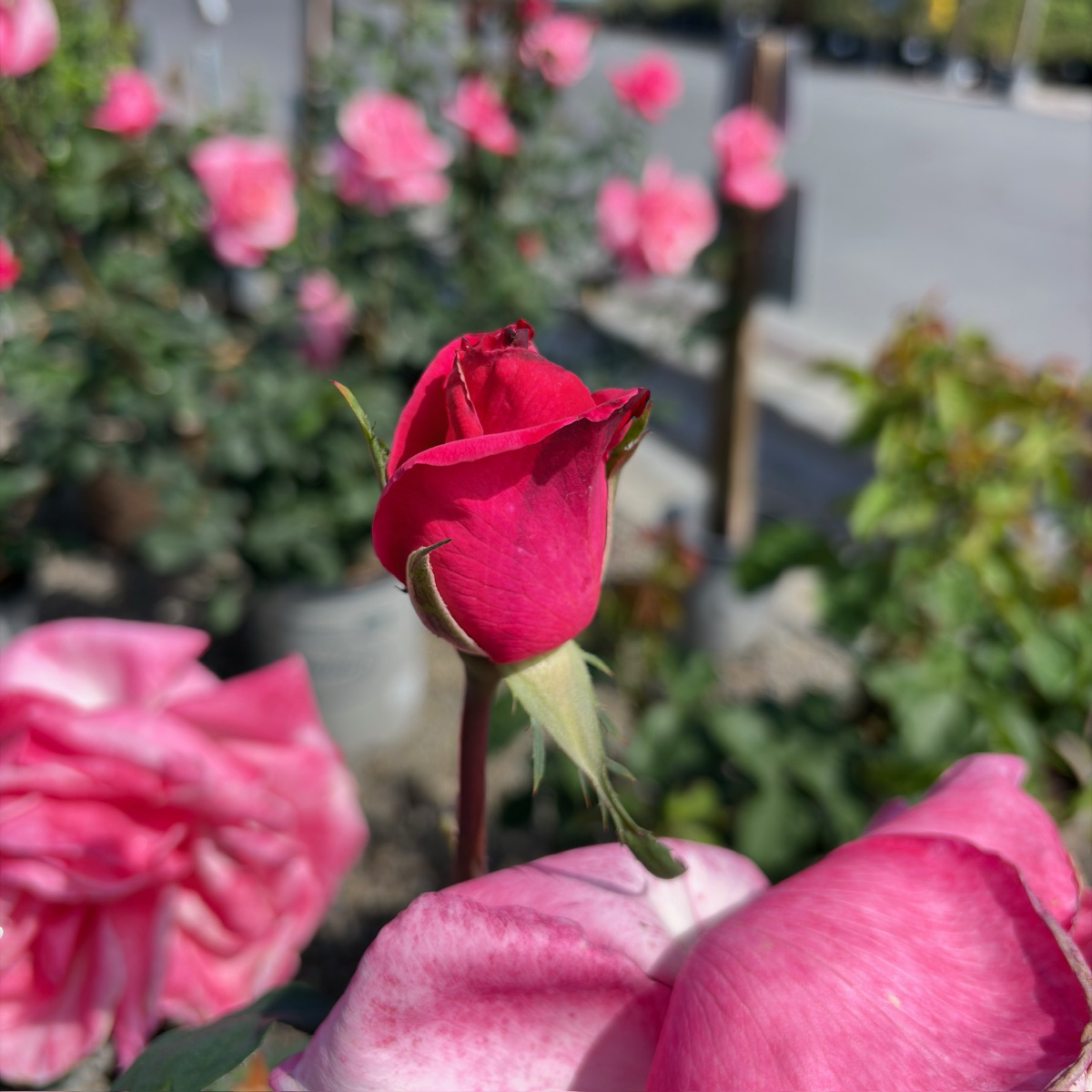 First Prize Rose