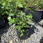Red Flowering Currant
