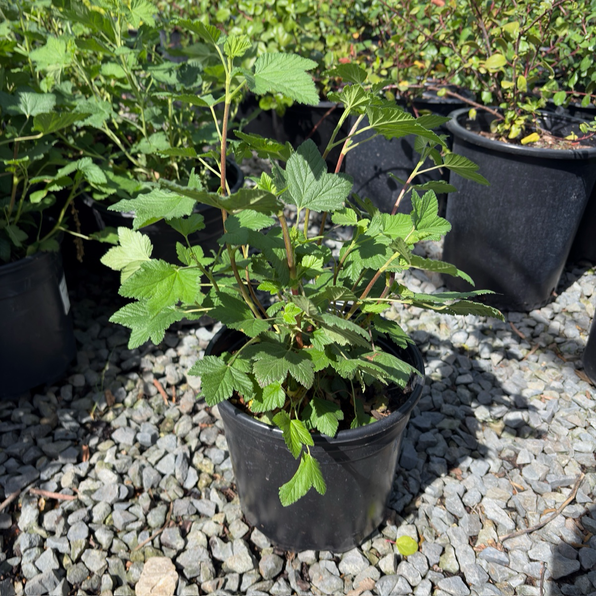 Red Flowering Currant