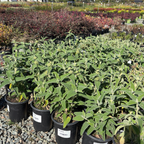 Jerusalem Sage