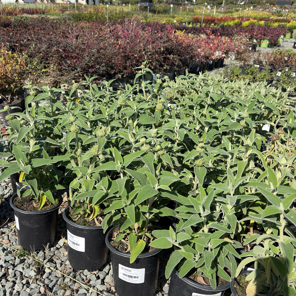 Jerusalem Sage