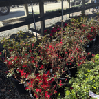 Ward's Ruby Azalea
