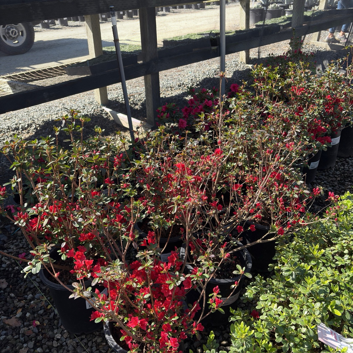 Ward's Ruby Azalea