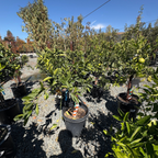 Lane Late Navel Orange Tree