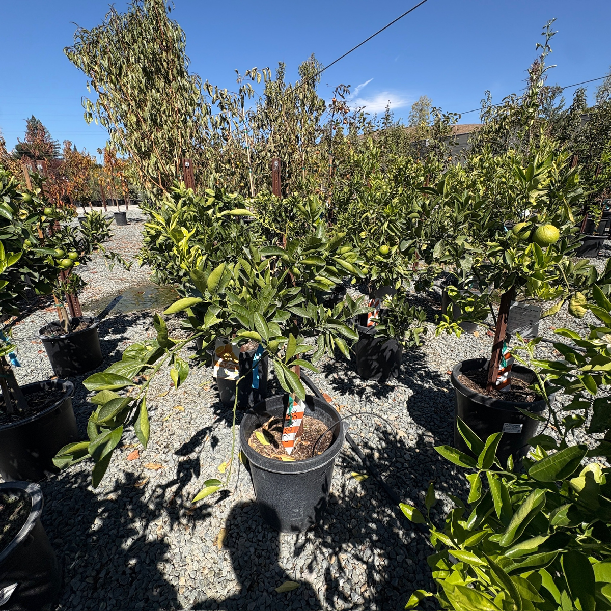 Lane Late Navel Orange Tree