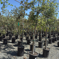 Interior Live Oak