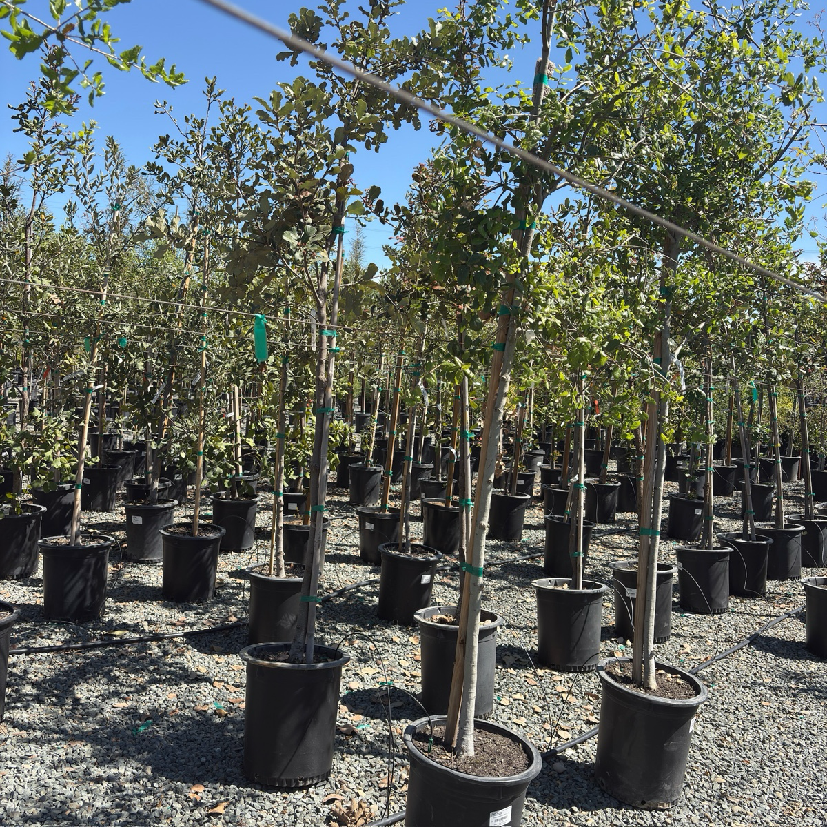 Interior Live Oak