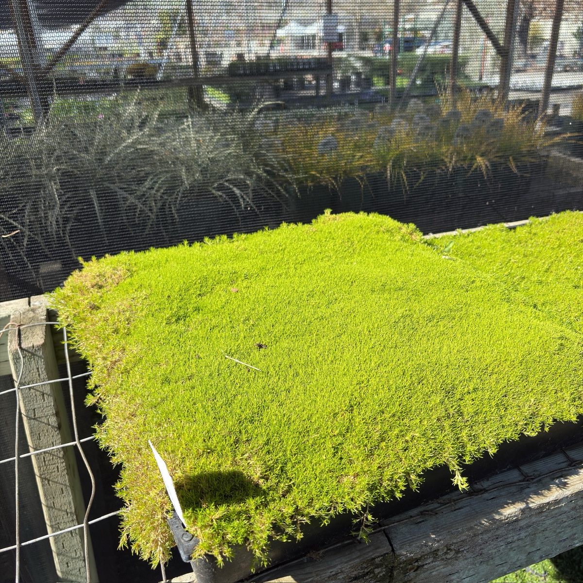 Scotch Moss