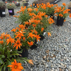 Giant Deep Orange Treasure Flower