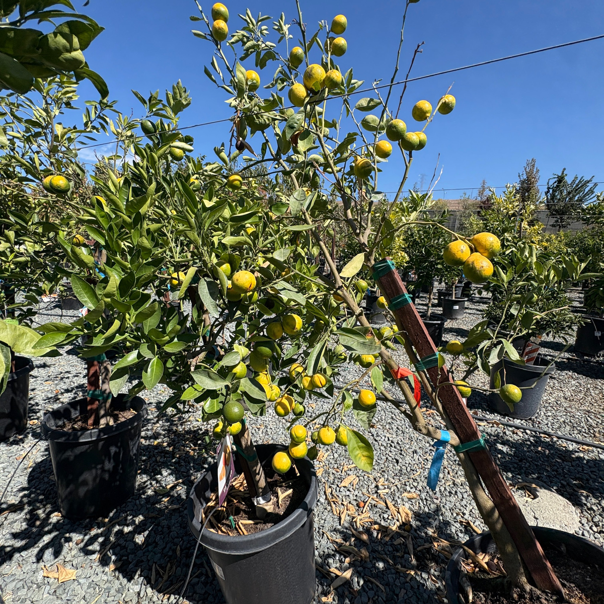 Minneola Tangelo Tree