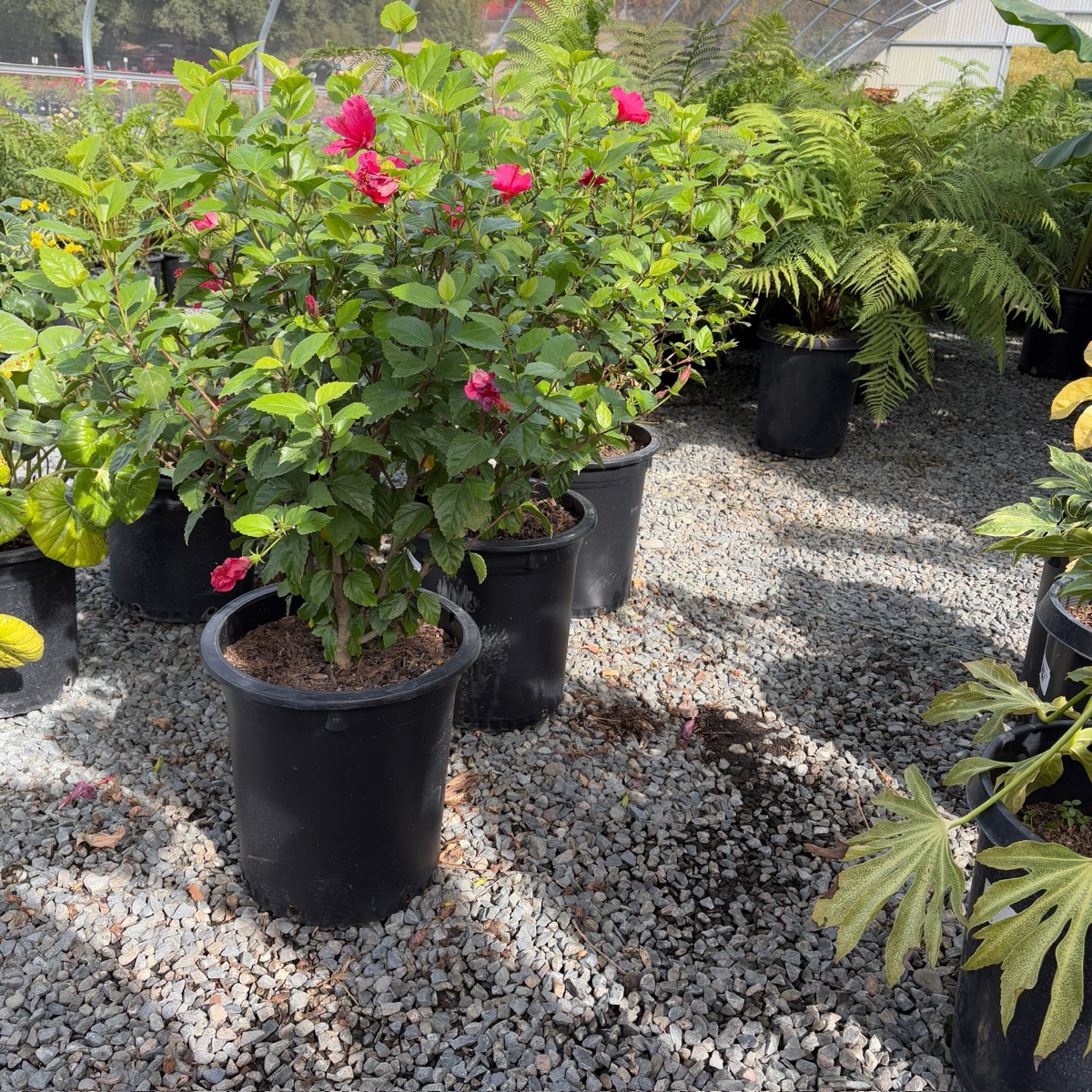 Lipstick Tropical Hibiscus