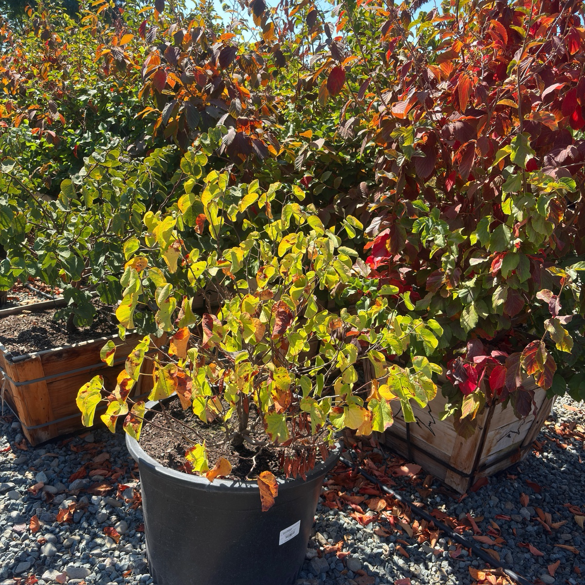 Western Redbud