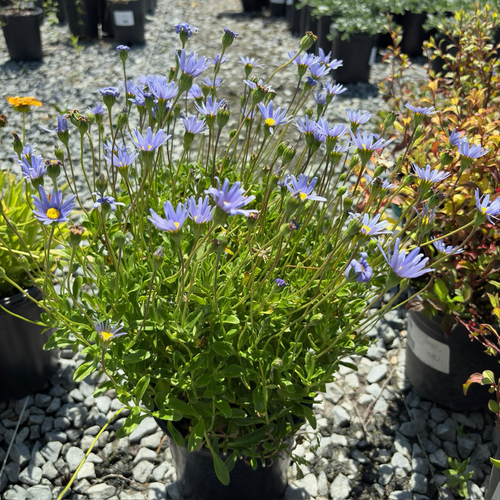 Blue Daisy