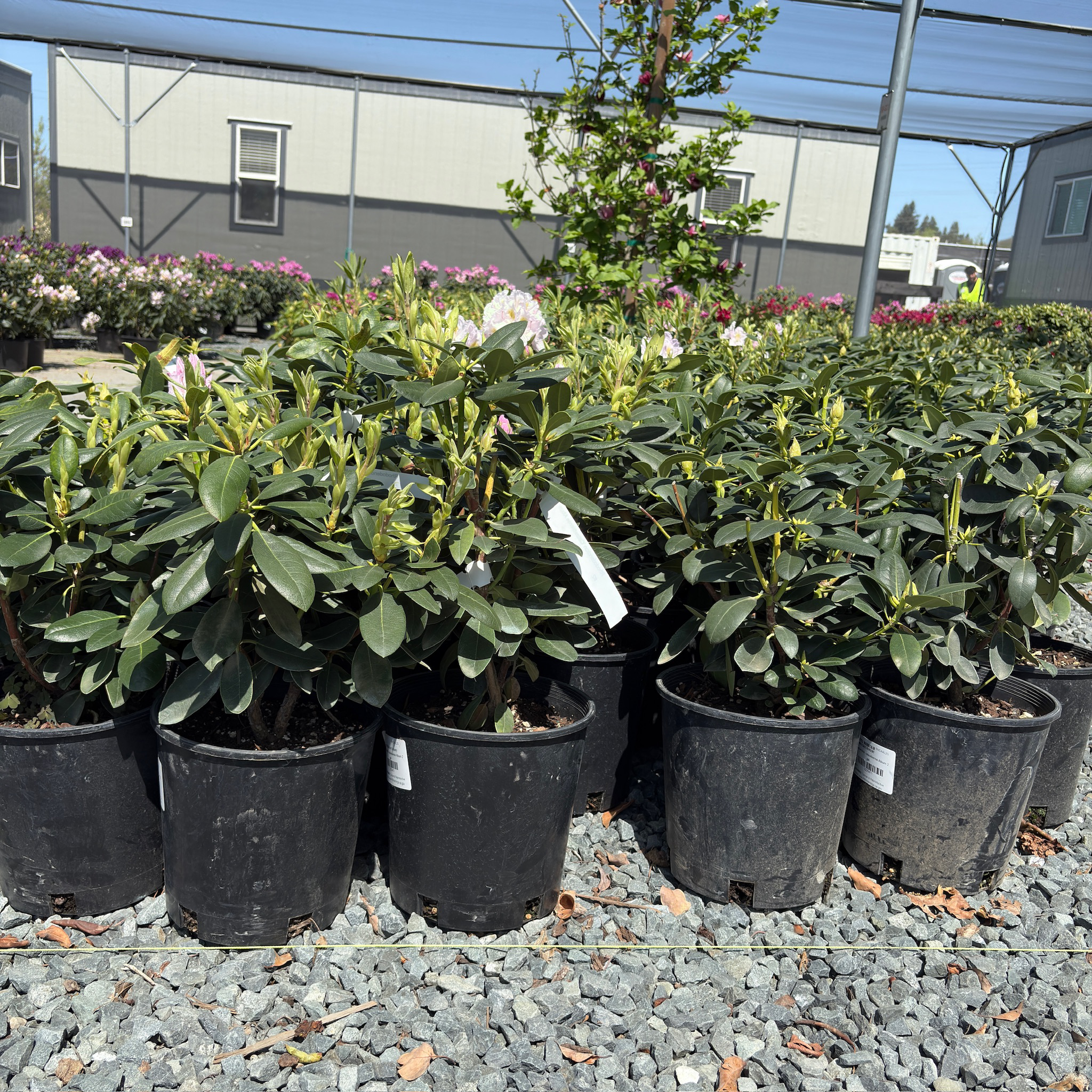 Album Catawba Rhododendron