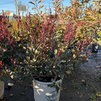 Pink Dancer Indian Hawthorn